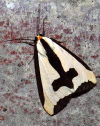 Black And White Spotted Moth Ohio Clymene Moth Haploa Clymene In 2020 Pink Moth Moth Insect Collection