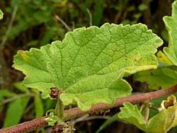 Image result for Hermannia floribunda