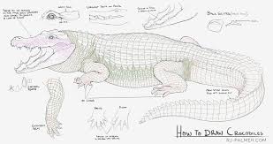 Pin By Yargo Santana Vasconcelos On Art Animal Drawings Crocodiles Drawings