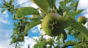 These trees, found primarily in the southern half of the forbidden lands, are climbable and bear several fruits that wander may shoot down and eat. The Easier Way To Integrate Fruit Trees Into Landscapes Landscape Ontario