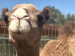 During the domestication process, people usually breed the animals by selecting those parts of our results appear to confirm that the first domestication of wild dromedaries occurred on the. Cairo Children S Nature Retreat