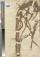 Image result for Chlorophytum andongense