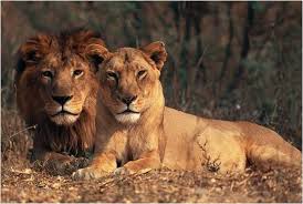 Image result for asiatic lion