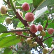 Image result for Cola natalensis