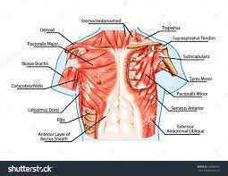 Muscle diagrams of major muscles exercised in weight training. Anatomy Of Chest Area