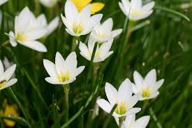 Image result for Zephyranthes minuta