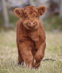 New Years Eve Party Hacks Pet Cows Animals Cute Baby Cow