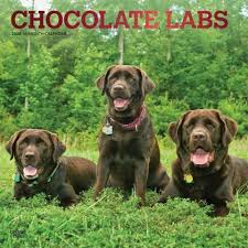 Chocolate Labs 2020 Calendar Once A Chocolate Lab Enters Your Life Your Life Changes Forever Yo Chocolate Labrador Retriever Dog Calendar Labrador Retriever