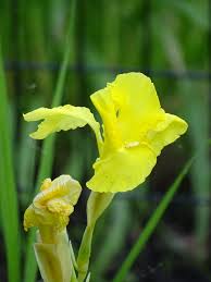 Image result for Canna sp. (cf. flaccida)