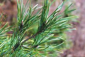 Spread the pine needles around the plants to the drip line, leaving it about 2 to 3 inches away from the plant base or shrub trunk. 15 Uses For Pine Needles Around The Home And Garden