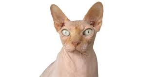 Puppies and kittens for sale and adoption | pets4you.com Sphynx International Cat Care