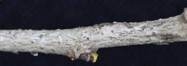 Image result for Heywoodia