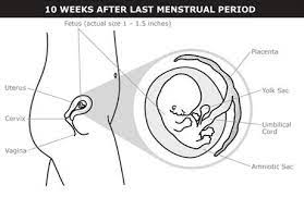 Check spelling or type a new query. What Happens At 3 Months Of Pregnancy 12 Weeks Pregnant