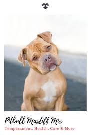 Pin On Dog Information