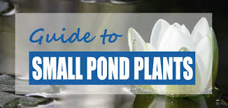 A pond waterlily is ready rooted in a 23cm basket in aquatic compost to be placed immediately into your pond on deep shelf or to give surface cover over deeper water. The Best Small Plants For Small Ponds Easy Care Species Pond Informer