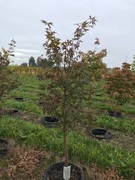 The delicate foliage holds its color for several weeks before shedding to the ground. Acer Palmatum Osakazuki Chrishaven Trees Flowering Shade Tree Nursery