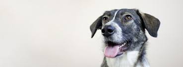 We did not find results for: Petfundr Home Facebook