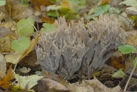 Image result for Clavulina cinerea