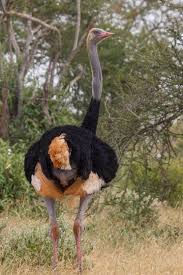 Bird That Looks Like An Ostrich 87 New Bird Species Considered Threatened With Extinction Bird Species World Birds Ostriches