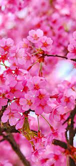 1125x2436 Cherry Blossom Pink Flowers Nature Wallpaper Cherry Blossom Wallpaper Iphone Cherry Blossom Wallpaper Beautiful Flowers Wallpapers