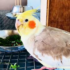 Cockatiel Cockatiel Bird Lutino Love Photography Cockatiel Bird Cockatiel Care