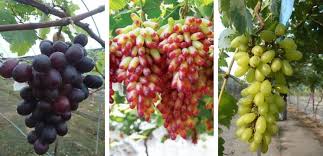 Yerler ipoh seyahat ve taşımacılıktours & sightseeing 高晶柚子园 ladang limau tambun gochin. Ladang Limau Bali Ipoh