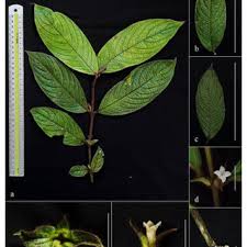 Image result for Lasianthus kilimandscharicus