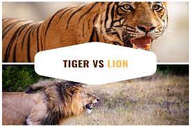 tiger vs lion battle of the biggest cats tiger fight tiger lion
