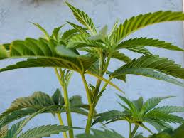 A mulberry tree is termed male if it bears male flowers. Sexing Cannabis How To Tell The Difference Between Young Male Vs Female Cannabis Plants Homestead And Chill