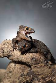 Crocodile Skink In 2021 Crocodile Skink Cute Reptiles Reptiles Pet