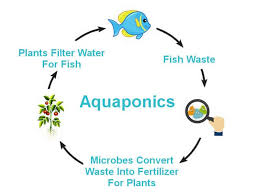 The Nitrogen Cycle Aquaponics Exposed