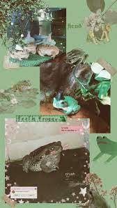 See more ideas about słodkie tapety, tapeta, tła. Frog Wallpaper Frog Wallpaper Frog Art Frog Pictures