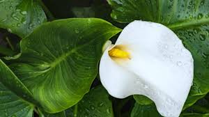 Planter Un Arum En Pot Mon Jardin D Idees