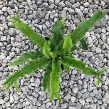 Image result for Asplenium linckii