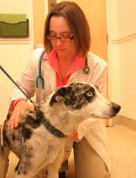 It's important to have your facts together before determining the company and the policy. Pets Best Insurance Introduces Innovative Cancer Specific Plan