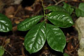 Image result for Suregada