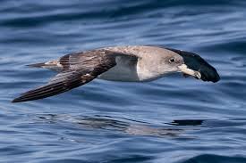 Image result for Dissotis caloneura