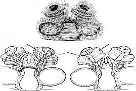 Cybaeus (Araneae: Cybaeidae) in the Nearctic: the devius and tardatus  species groups of the Californian clade