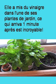 Elle A Mis Du Vinaigre Dans L Une De Ses Plantes De Jardin Ce Qui Arriva 1 Minute Plants Garden Plants Amazing Gardens