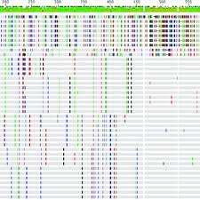 Nucleotide Sequence Polymorphism Chart For Indian Hd Cases