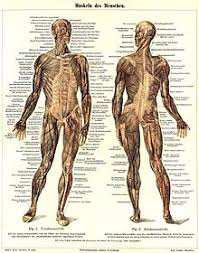 Kein organ oder körperteil steht für sich allein und kann folglich auch nicht isoliert behandelt werden. Muskulatur Wikipedia