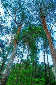 Salah satu cara melestarikan flora dan fauna adalah dengan cara konservasi. Pelestarian Flora Dan Fauna Lokal Kompasiana Com