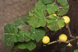 Image result for Solanum viarum
