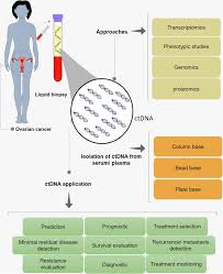 We did not find results for: Prediction Of The Treatment Response In Ovarian Cancer A Ctdna Approach Journal Of Ovarian Research Full Text