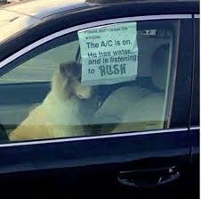 Pin By Penny Smith On Everything Rush Funny Dogs Funny Animals Cute Funny Animals