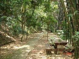 Planerar du att besöka bukit nanas i kuala lumpur? Bamboo Trail A Walkway In Bukit Nanas Forest Reserve Kuala Lumpur Malaysia Mapio Net
