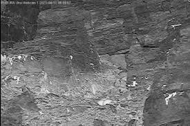Aber auch von hühnerrasse zu hühnerrasse kann der bruttag variieren. Wann Schlupft Das Erste Kuken Uhu Webcam