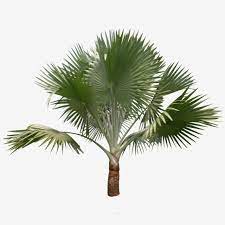 Pohon arecaceae pohon kurma kerdil, pohon, komputer, pohon palem, kurma png. Bismarckia Palem Bismark Palem Bismarkia Bismark Palm Tree Bismarckia Palm Tree Majestic Fan Palm Paml Palem Christmas Tree Background Cartoon Trees Palm Trees