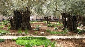Garden Of Gethsemane And Ancient Olive Trees Garden Of Gethsemane Olive Tree Tree