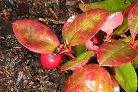 Image result for Galenia procumbens